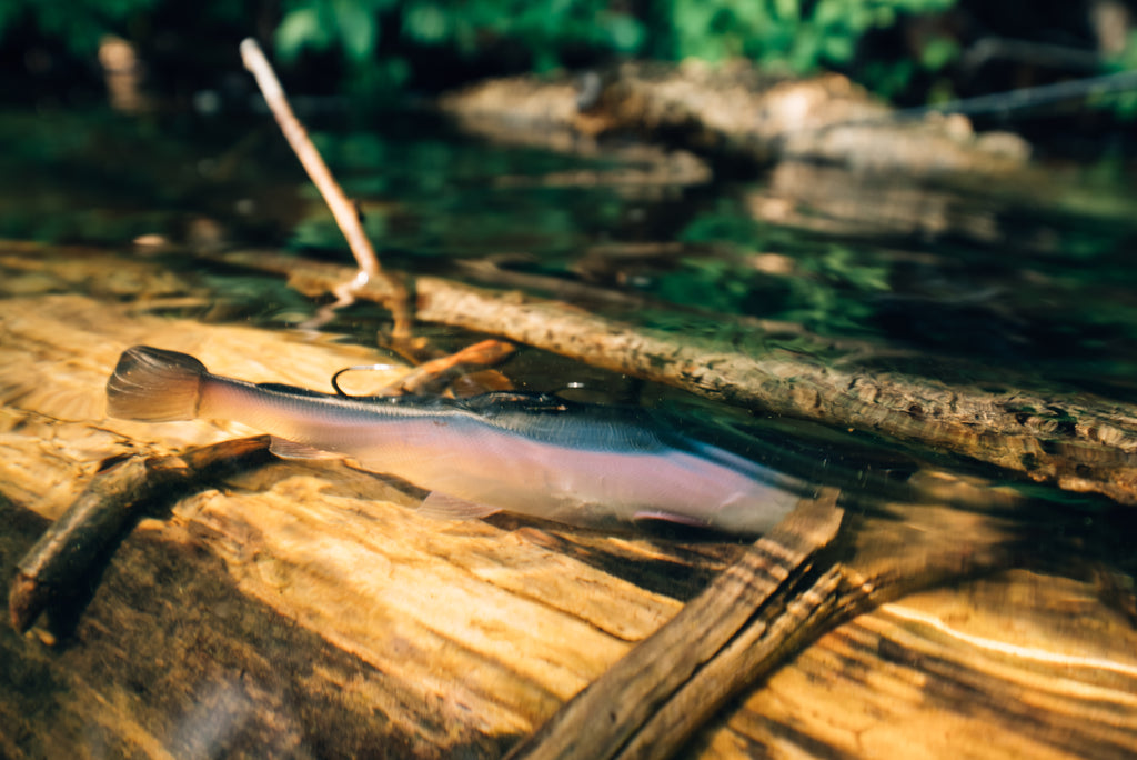 DEFIANT 210 8.25" Swimbait Ghost Baitfish